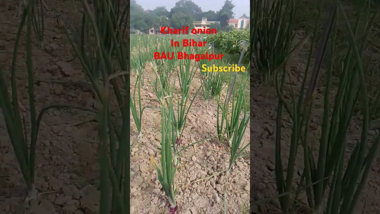 Onion #kharif#bihar#agriculture