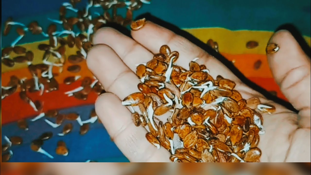তরমুজের বীজ জার্মিনেশন করার সহজ উপায়।।।