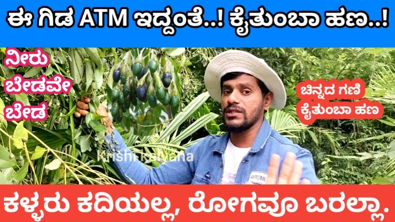 ಬಯಲುಸೀಮೆಯಗಲಿ ಬಂಜರು ಭೂಮಿಯಾಗಲಿ ಎಲ್ಲ ಪ್ರದೇಶದಲ್ಲಿ ಬೆಳೆಯಬಹುದು 