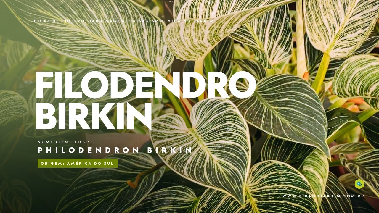 Filodendro birkin