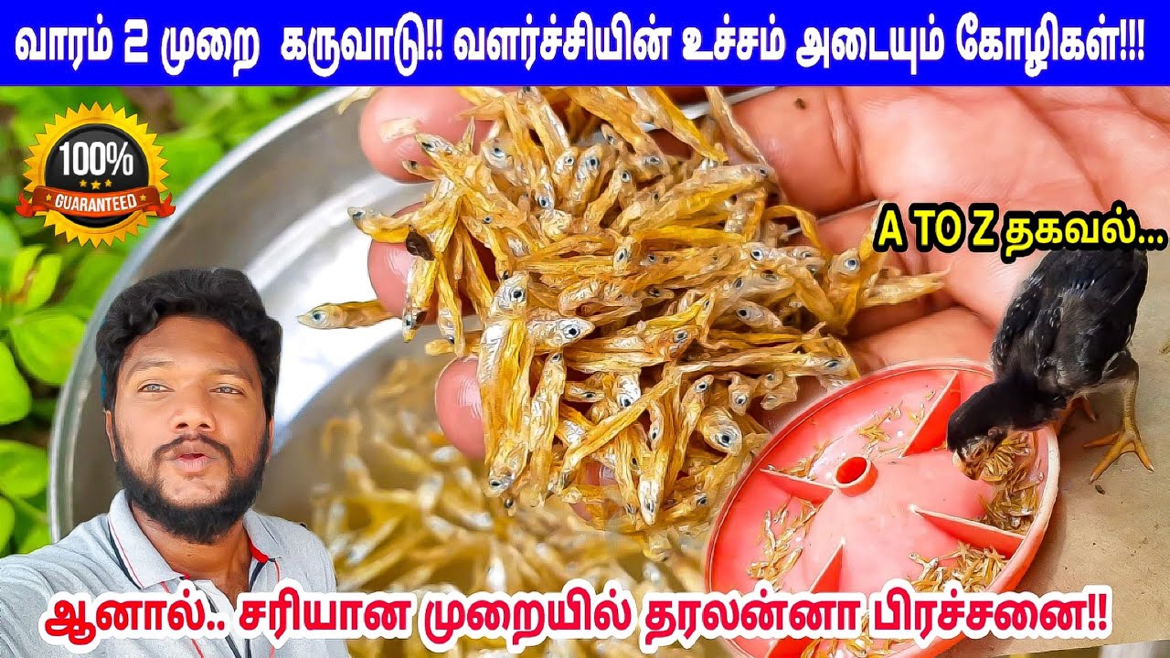 கருவாடு கோழிகளுக்கு இந்தமுறையில் கொடுங்க.. அப்புறம் பாருங்க Result-ah!! அசரவைக்கும் மருத்துவ பயன் ?