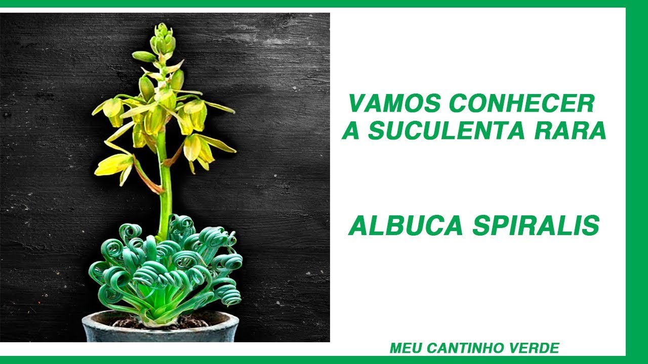 Vamos conhecer a suculenta rara, Albuca Spiralis