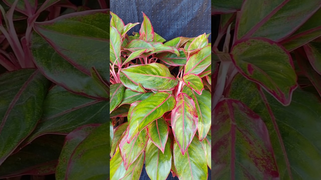 Aglaonema Siam Aurora / Aglaonema Red Lipstick/Aglaonema Variety🌱