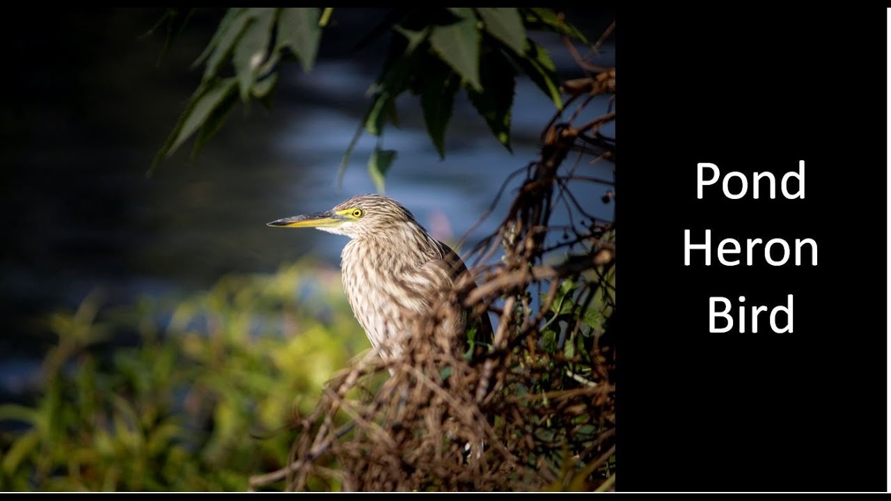 Indian Pond Heron bird. Crested Heron...