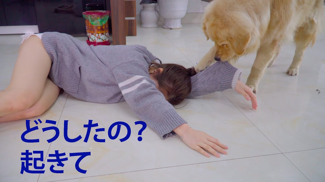 「感動犬」レトリバー犬に飼い主が倒れてしまったらドッキリでまさかの行動！！感動しすぎる