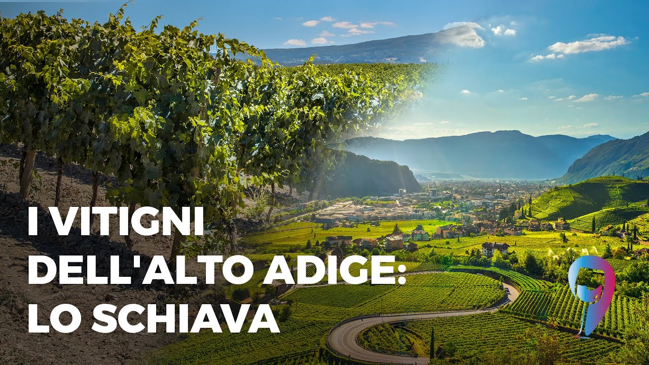 I vitigni dell'Alto Adige: lo Schiava o Vernatsch