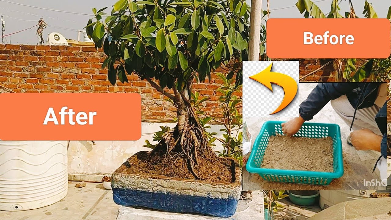 पॉट बनाने से पौधा लगाने तक, एक ही वीडियो में