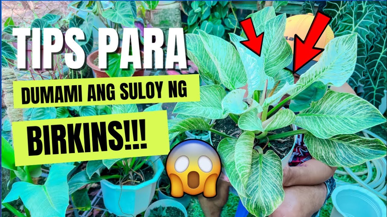 FASTEST AND EFFECTIVE WAY TO PROPAGATE YOUR PHILODENDRON BIRKINS!