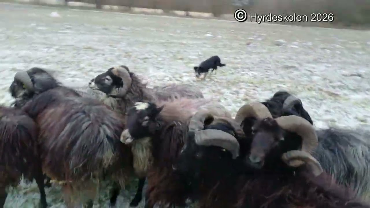 2026-01-29 Hyrdeskolen Glenn