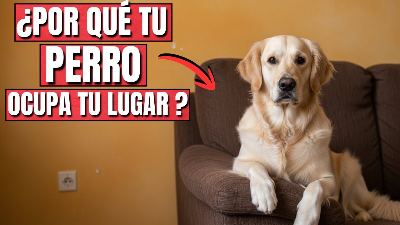 Si tu perro ocupa tu lugar, está intentando decirte esto…