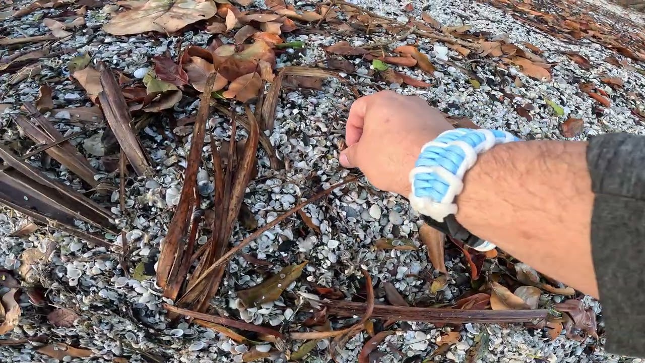 Feb 20, 2026 Banana River FL mini-shelling 02