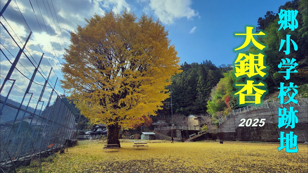Oh-Ichoh, Tsuno Town 2025, 【大イチョウ】広範囲の落ち葉が見事です・郷小学校跡地・現在は【集落活動センター　奥四万十の郷】　(4k) 高知県津野町