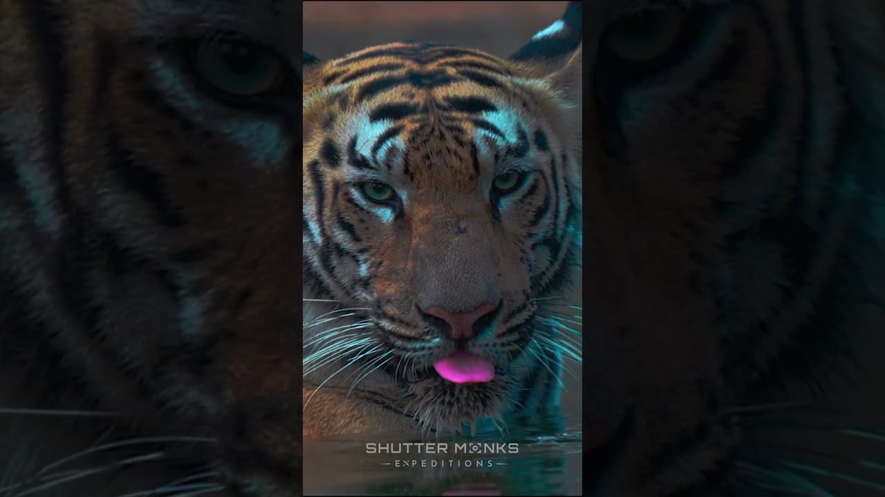 World Tiger Day