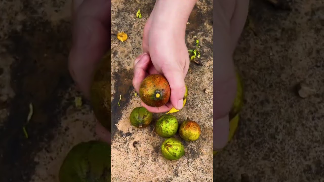 Revitalize Old Apple Trees at Home: Planting Secrets Unveiled