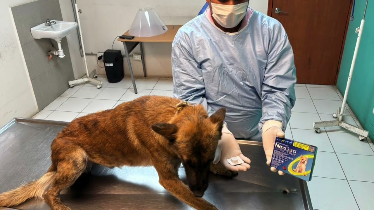 En adopción, perro rescatado en palacio municipal de Xalapa