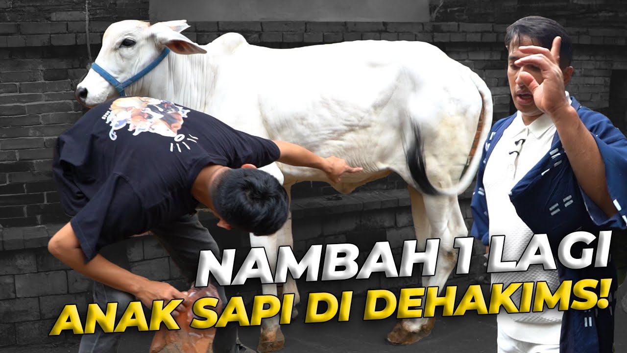 AKHIRNYA PUNYA ANAK SAPI LAGI!