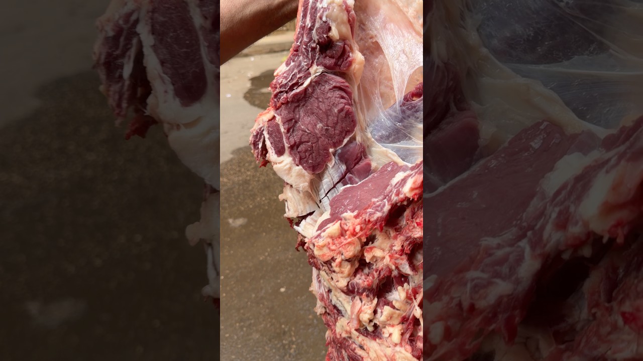 السن 🥩 #شلدم