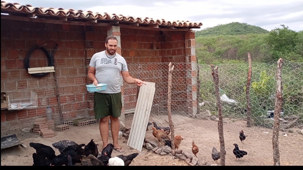 ALIMENTANDO AS GALINHAS/COLHENDO ACEROLA E DANDO EXPLICAÇÃO.