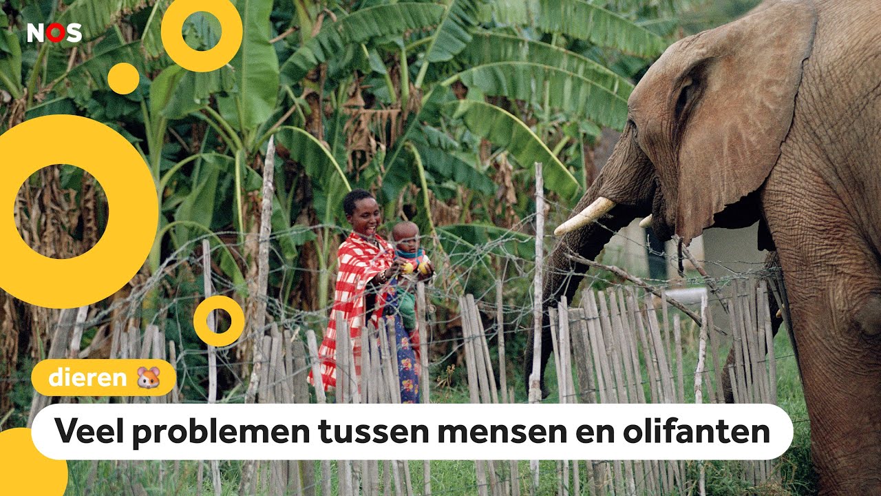 Te koop: 170 olifanten uit Namibië