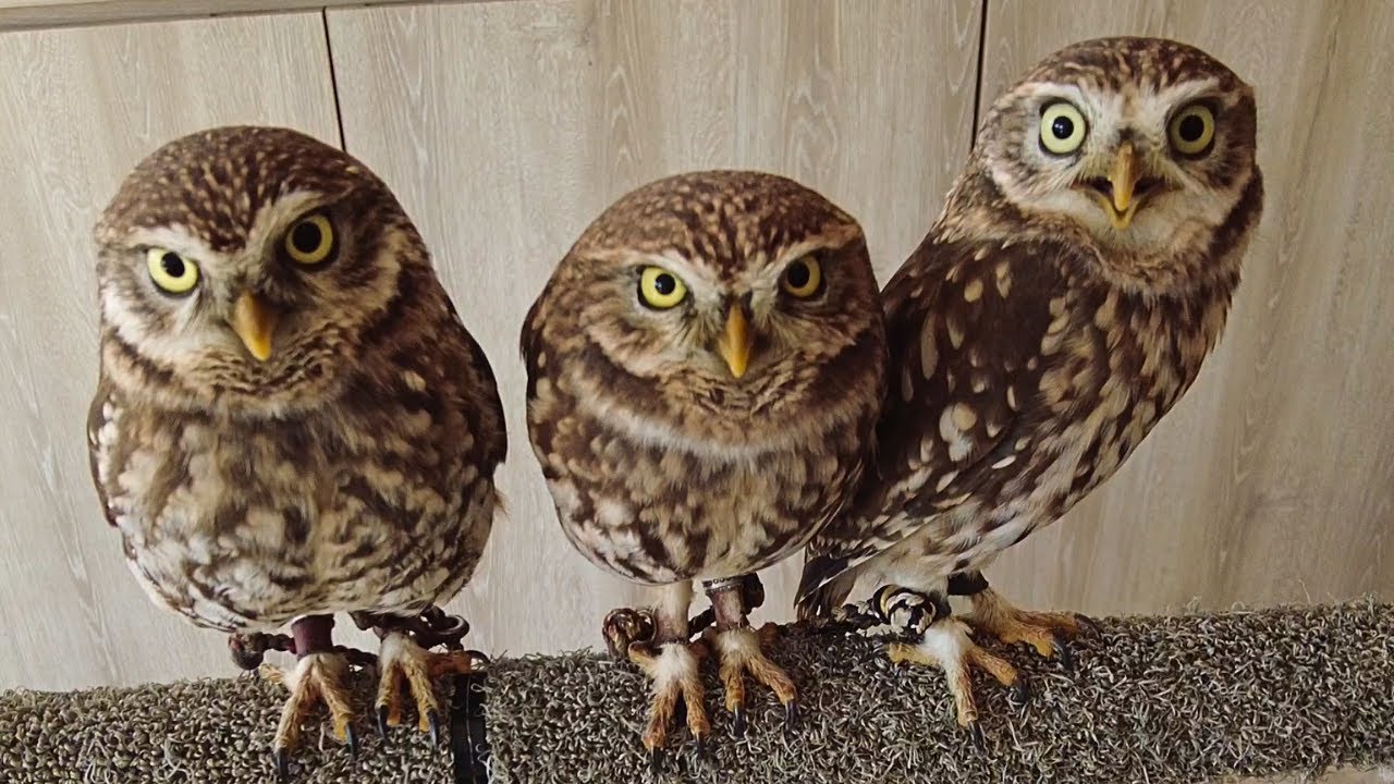 Очаровательное кафе с совами в Японии, Нагоя 🦉 Mofuricot Aichi