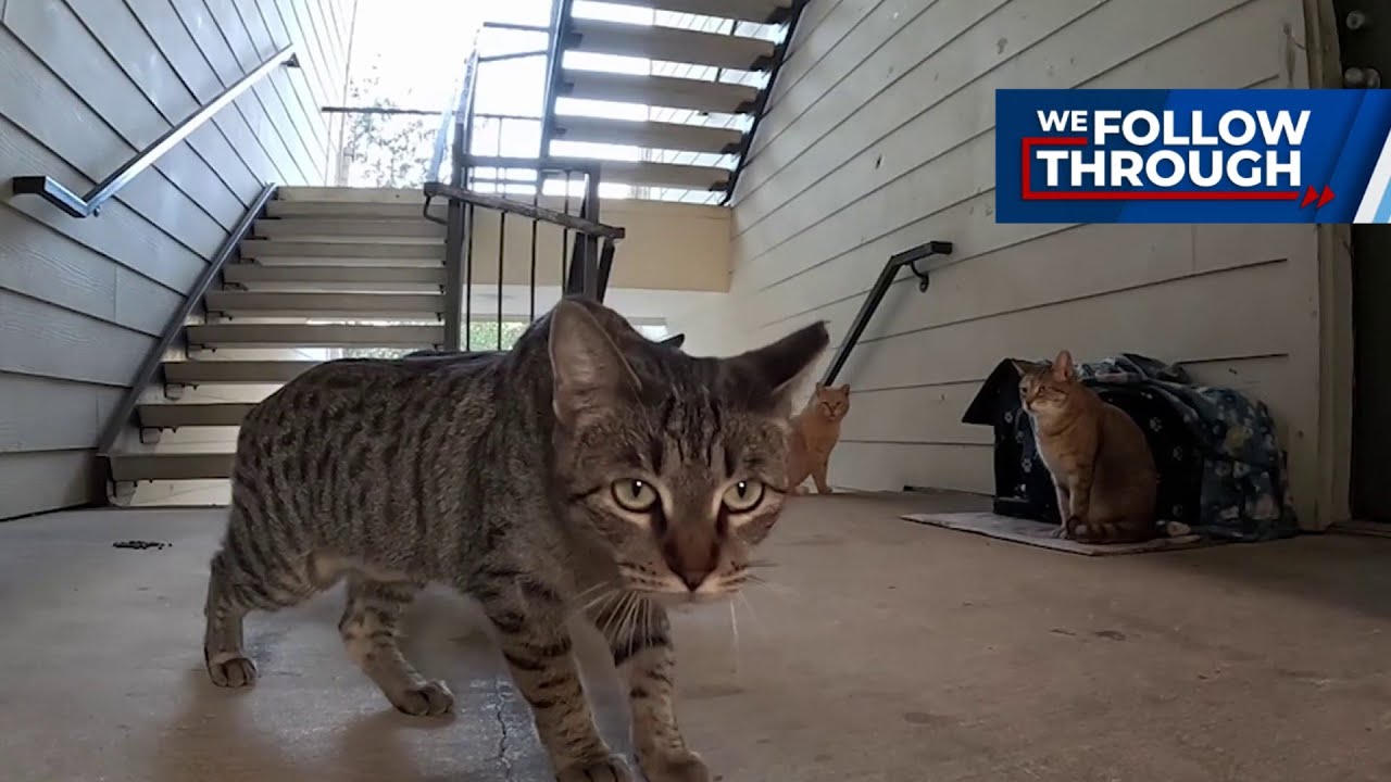 Community rallies to safeguard stray cats months after kitten strangled at Southwest Side complex