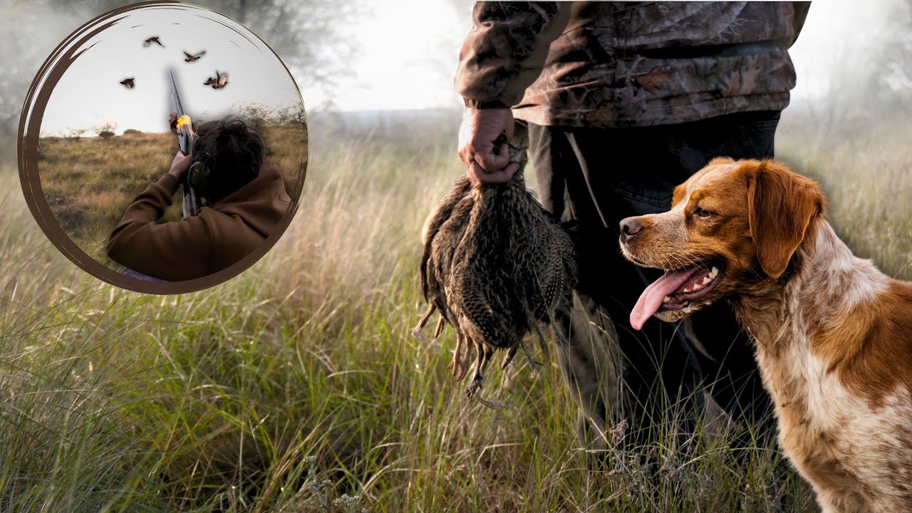 Chasse &agrave; la perdrix sauvage au chien d'arr&ecirc;t