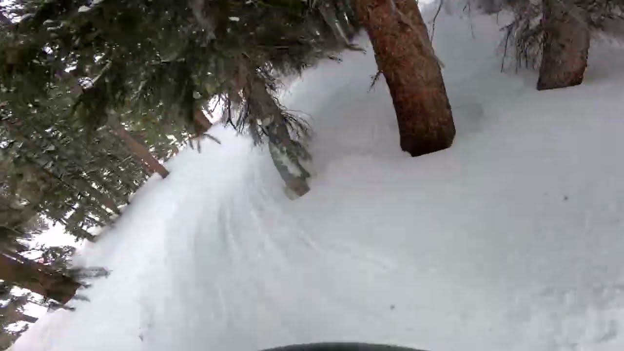 I do love trees.