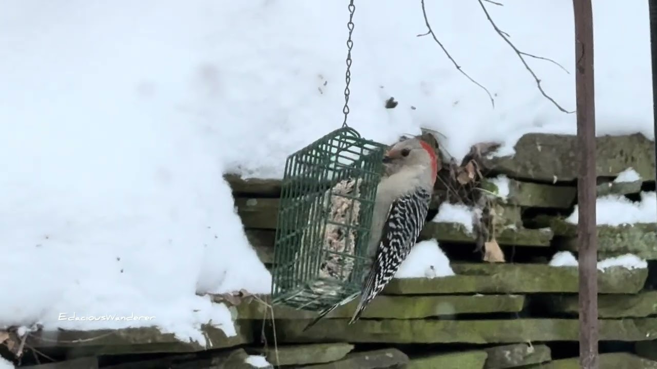 Backyard Birds On A Snowy Day