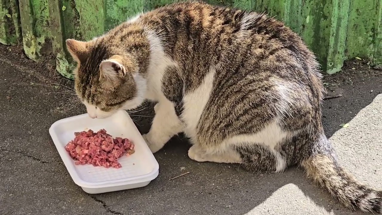ПОНЕДІЛОК... ЖИВЕМО, ЛЮБИМО, КОРМИМО, ЛІКУЄМО... #cat #gatos #котики #ukraine #україна 