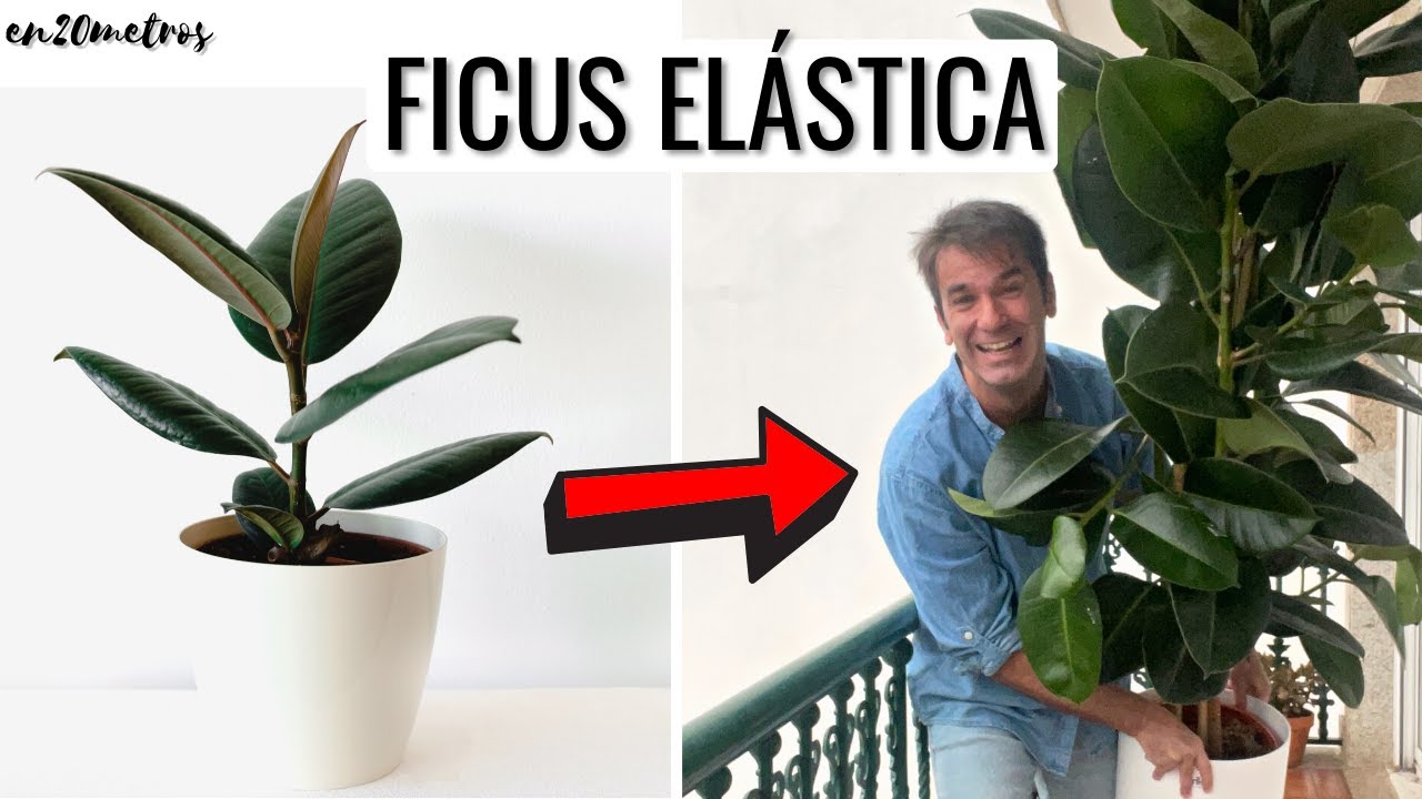 MEJORES CUIDADOS PARA FICUS ELÁSTICA: luz, riego, sustrato, cómo hacer esquejes  || en20metros