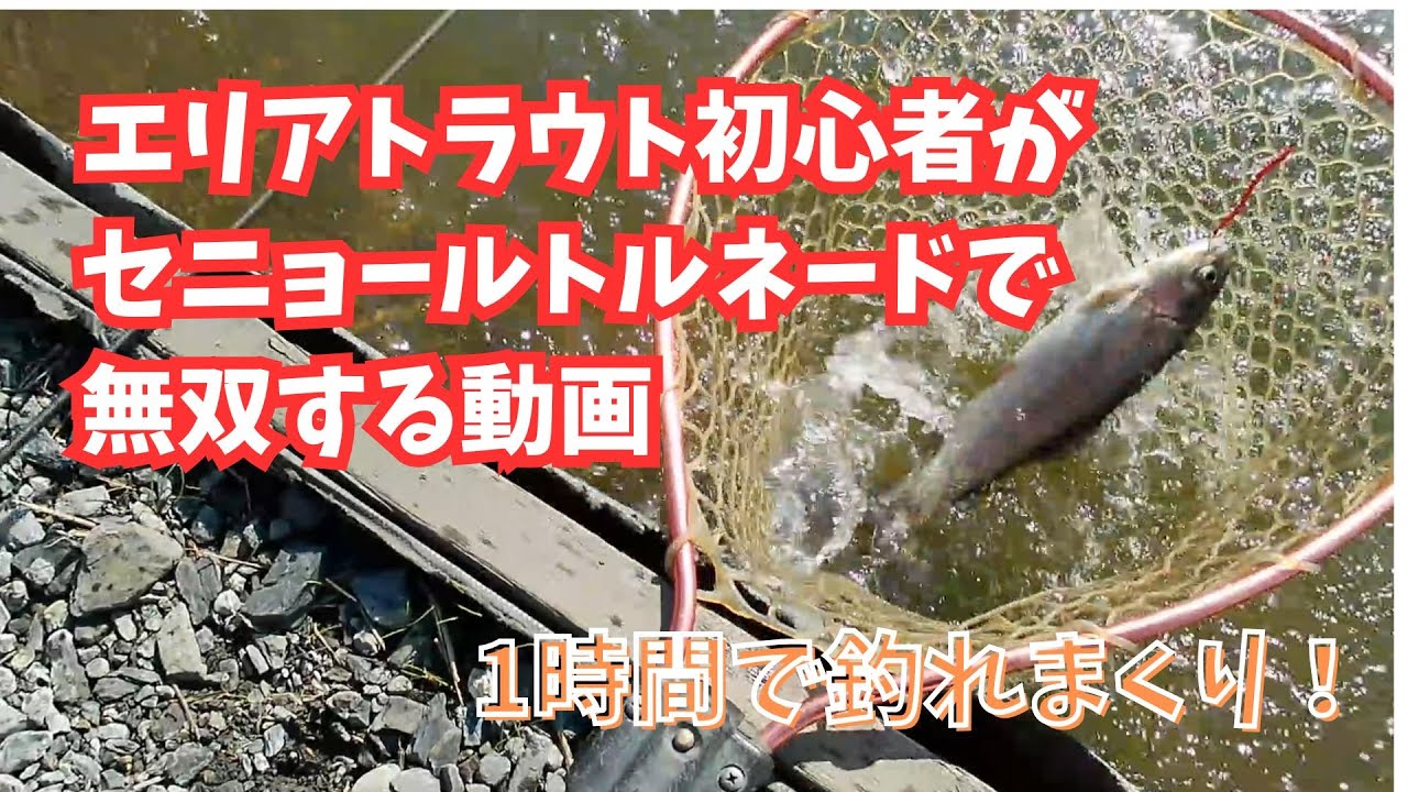 【エリアトラウト】初心者がセニョールトルネードで無双する動画【滋賀・アクアヘブン】