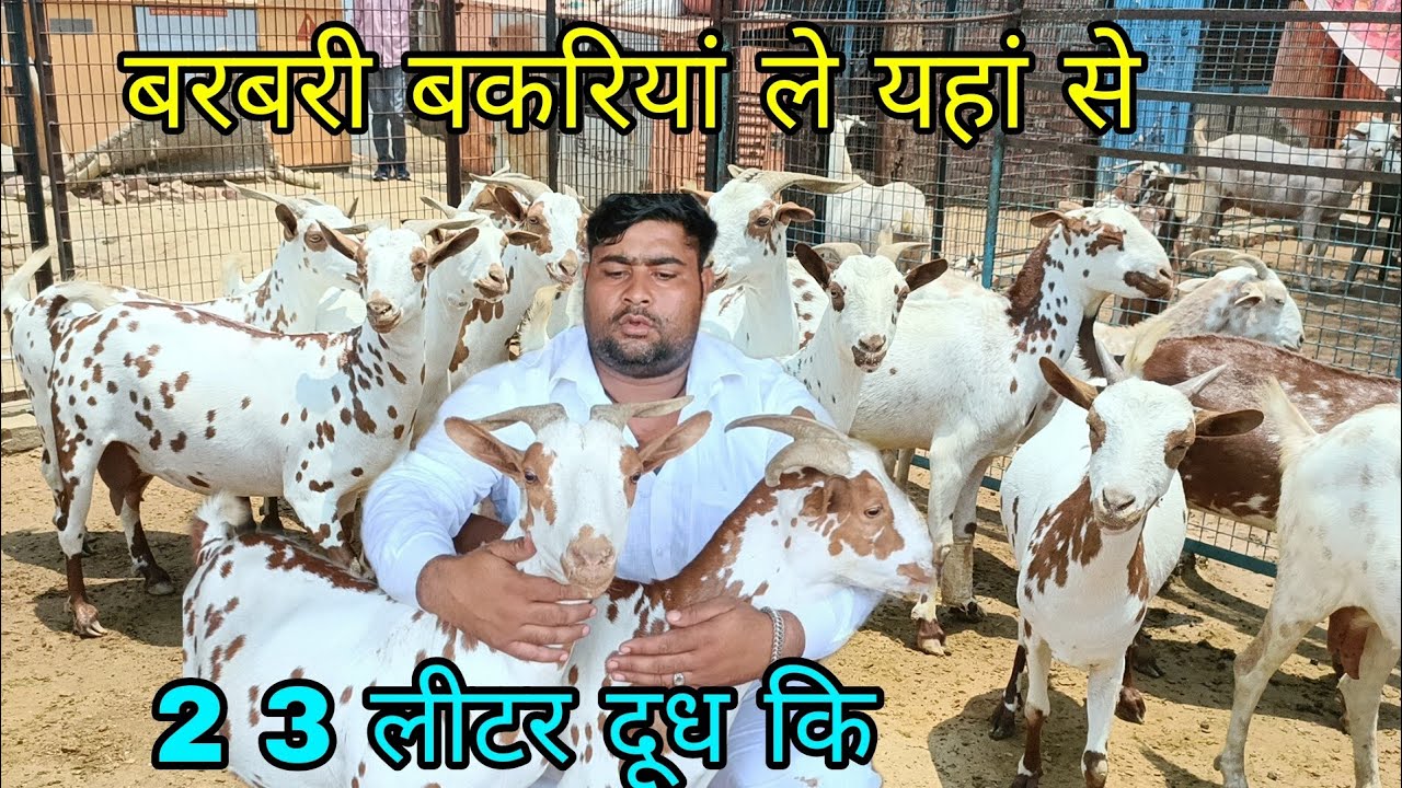 Barbari goat available for sale at Taj Goat Farm Mathura UP Chunnu Bhai Mathura UP