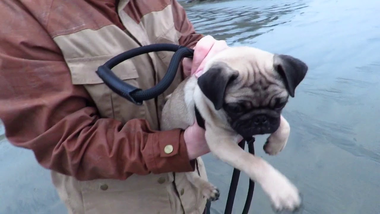 Dogs of instagram  man in brown coat holds pug trying to swim in air