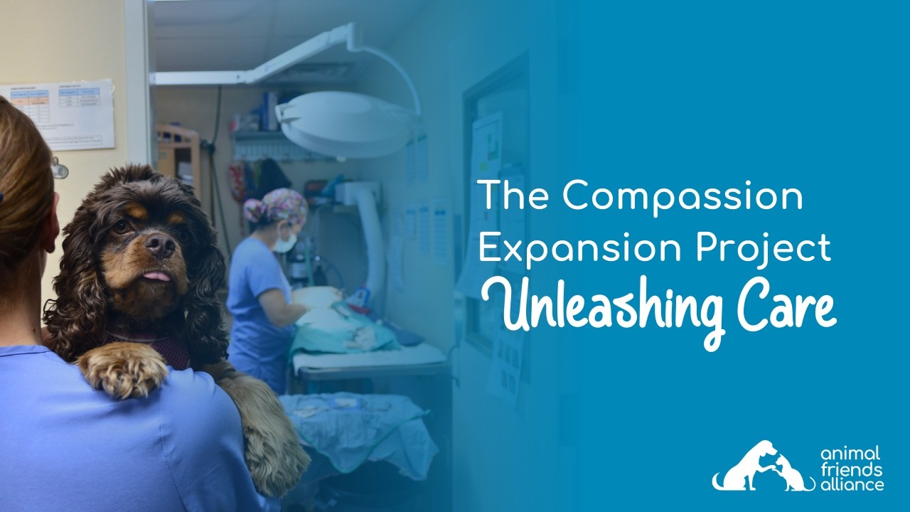 The Compassion Expansion Project: Unleashing Care