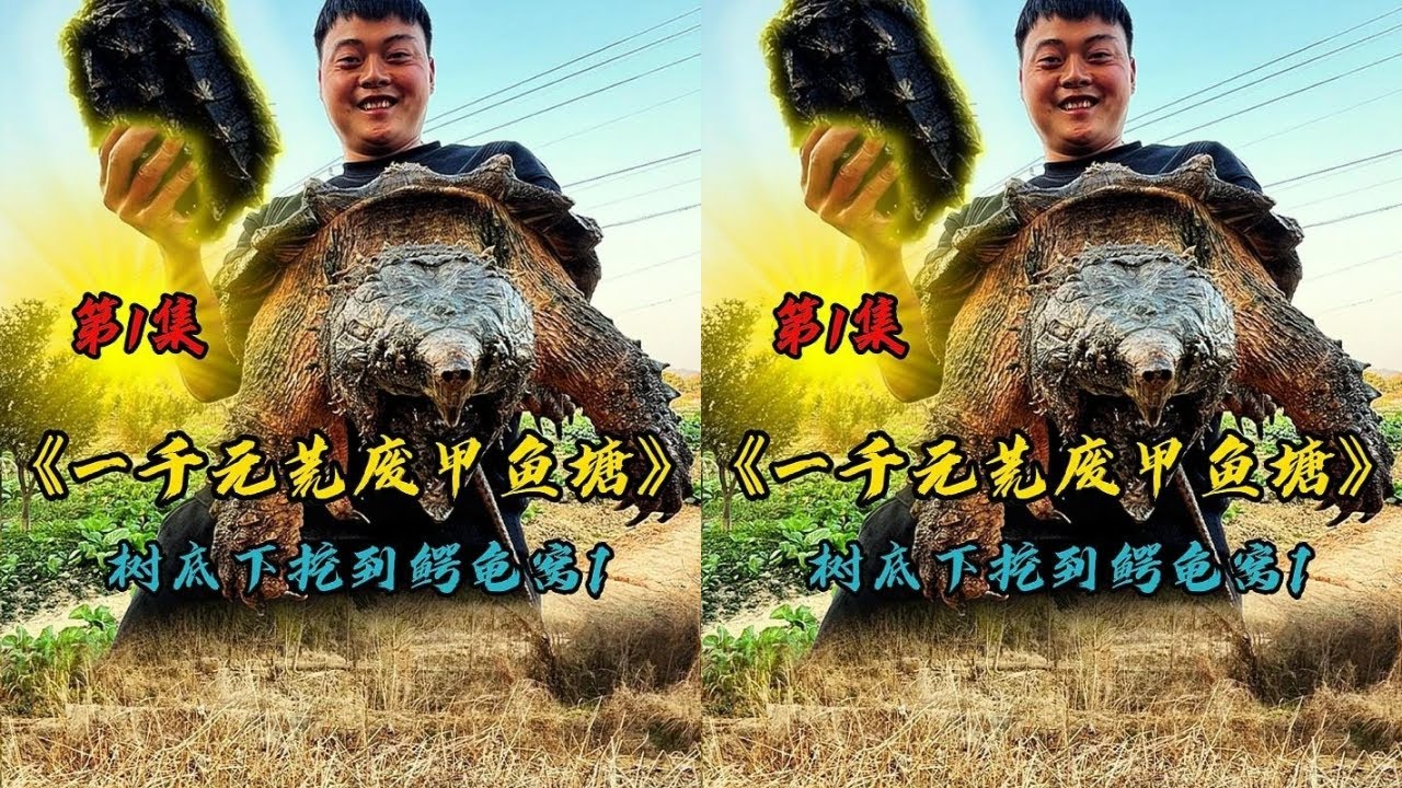 花1000元包荒废老甲鱼塘，抓到大鳄龟窝真刺激！