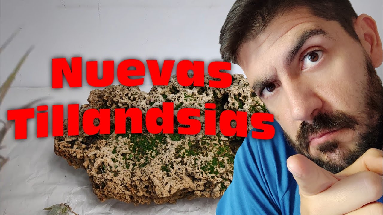 TILLANDSIAS Y BROMELIA SOBRE ROCA. Nuevas composición de estas plantas epifitas.