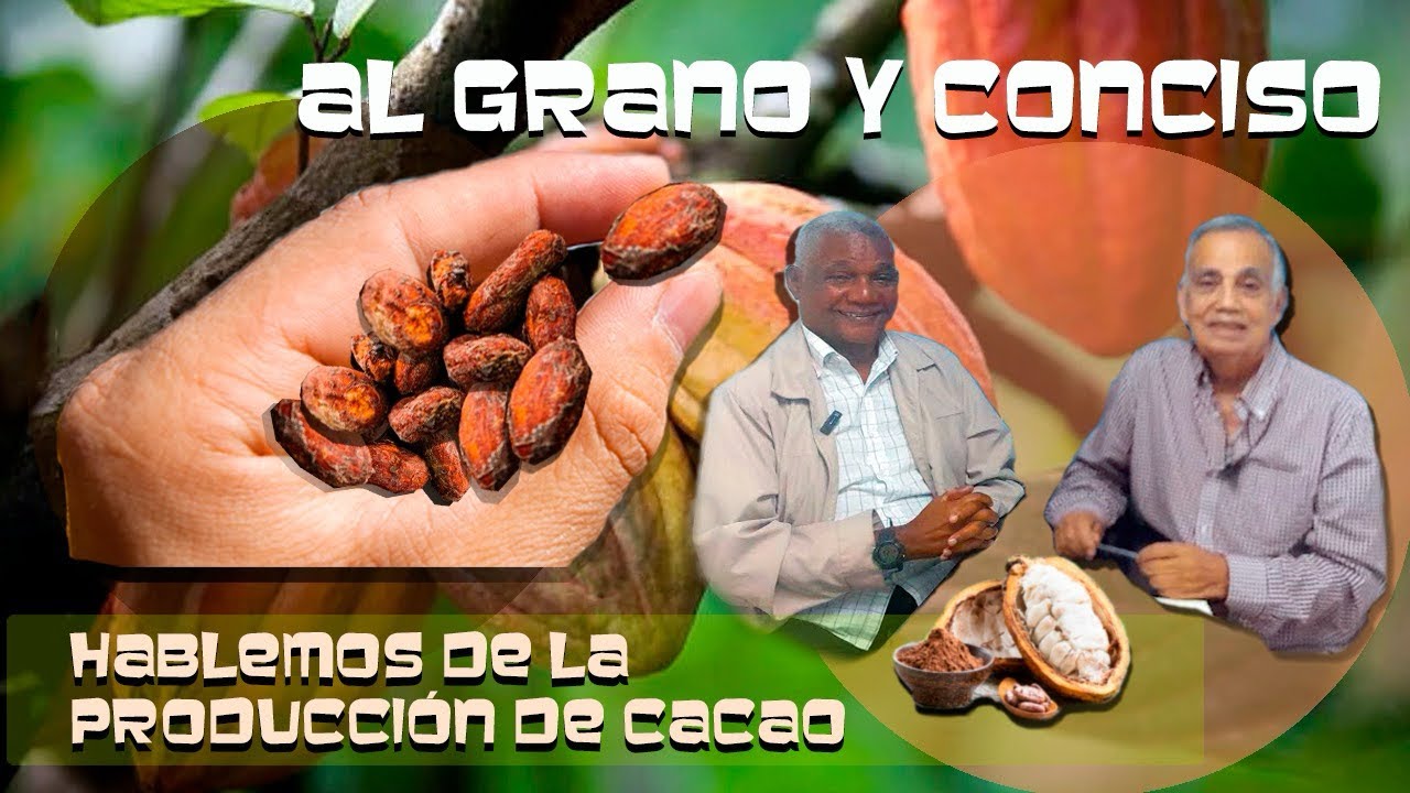 Hablemos de la Producción de Cacao. CAP #9 Al Grano y Conciso