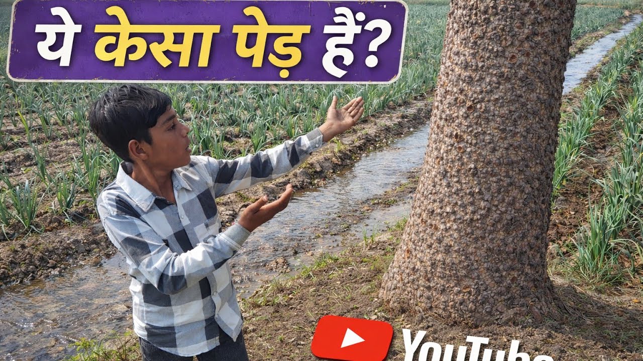 यह कैसा पेड़ है||🤯🤯🤯 जानिए इसके बारे में आगे 😱😱@ravivlog-8726