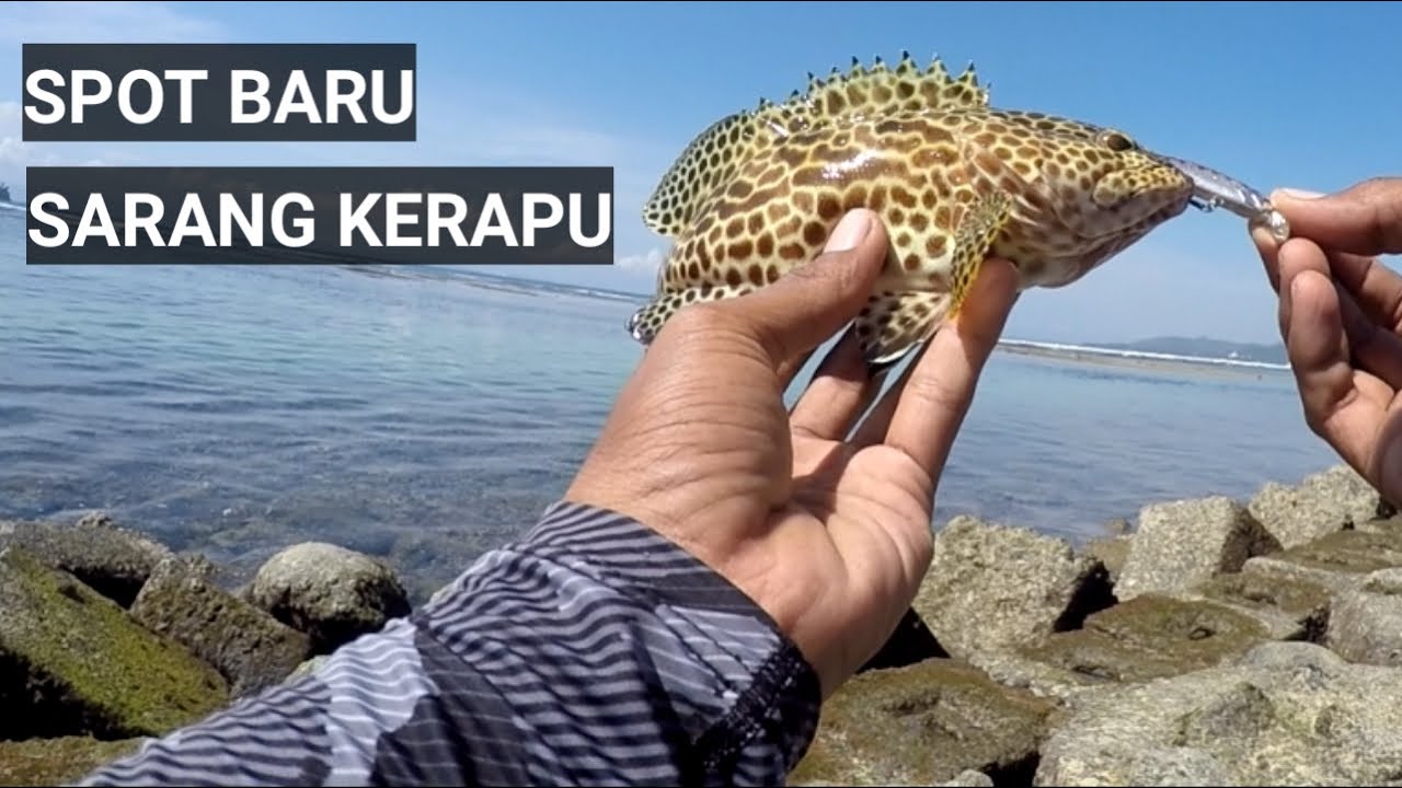 SATU UMPAN SAJA BISA PANEN IKAN KERAPU - mancing mania bali