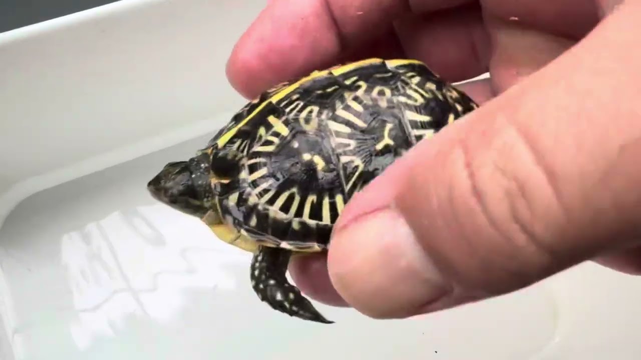 ポゴナ河合のアニマルラジオ　第643回　フロリダハコガメ成長中