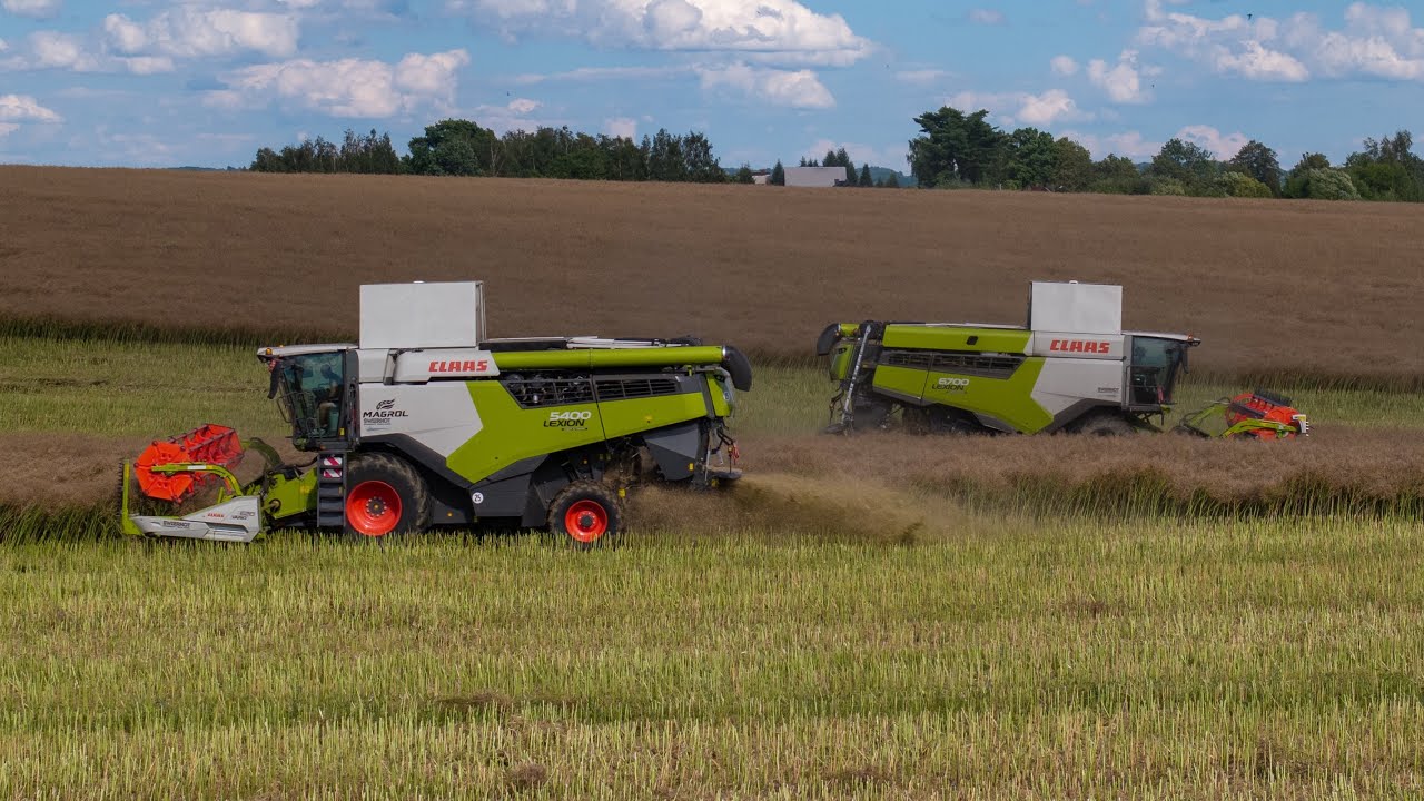 Żniwa rzepaku w GR Skolarus 2025 Claas Lexion 2x