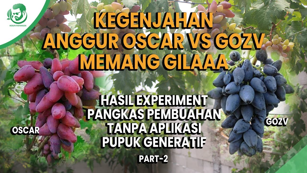 HASIL ADU KEGENJAHAN ANGGUR GOZV VS ANGGUR OSCAR | OSCAR VS GOZV PART 2
