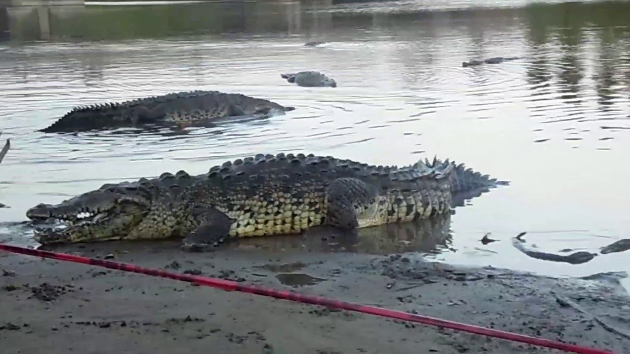 Peligrosos cocodrilos en barra de Santana, Lázaro Cárdenas Michoacán|Azu azul
