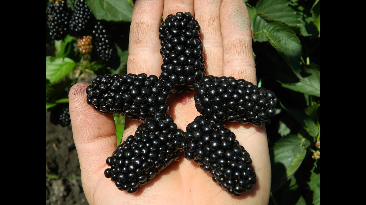 Ежевика Натчез. Сезон 2017 (Blackberry Natchez. Season 2017)