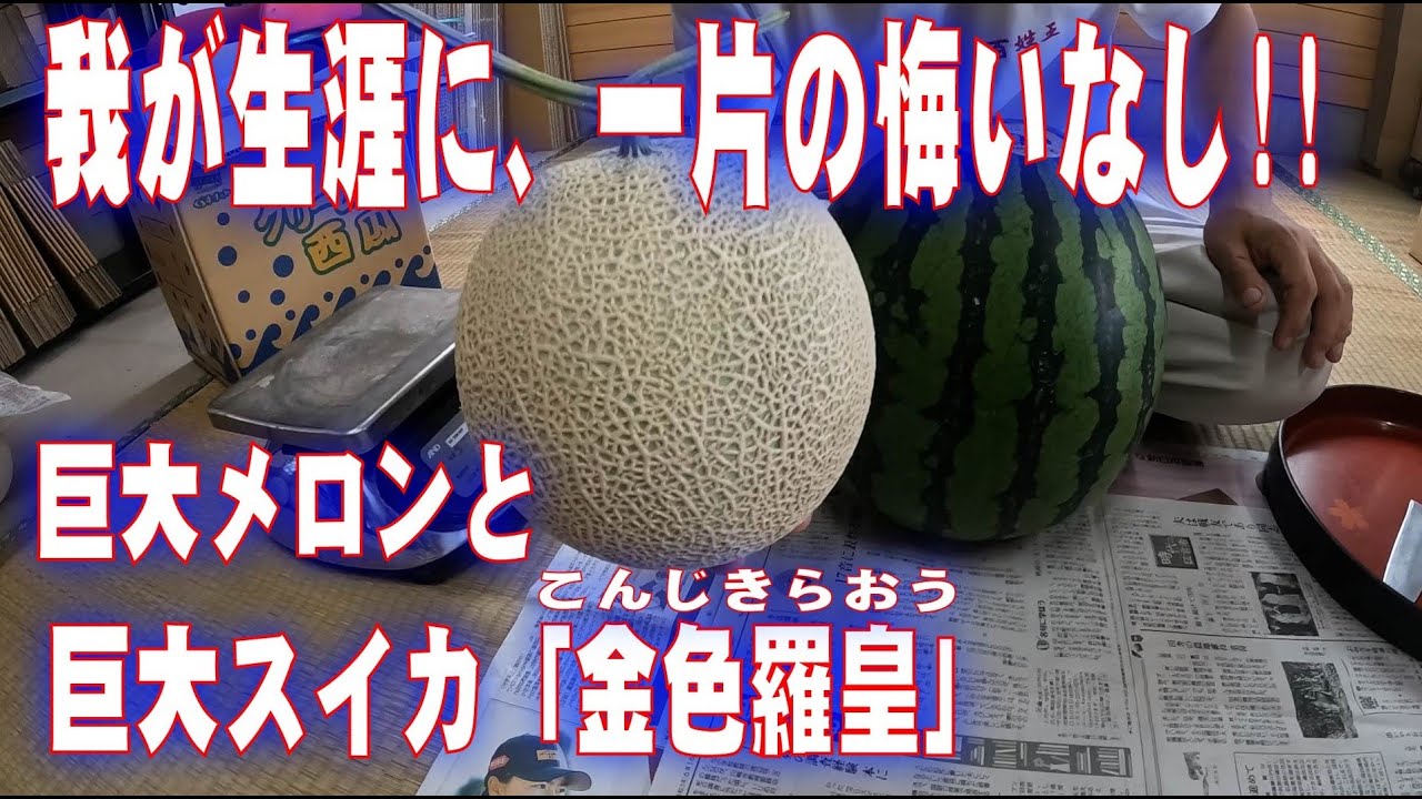 巨大スイカ「金色羅皇」を頂いたので巨大メロンと食べ比べします