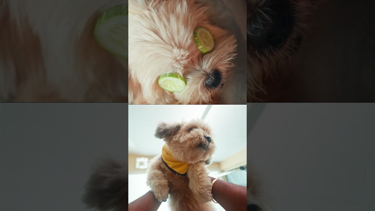 A day in the life of a happy pup with Airtel Wi-Fi