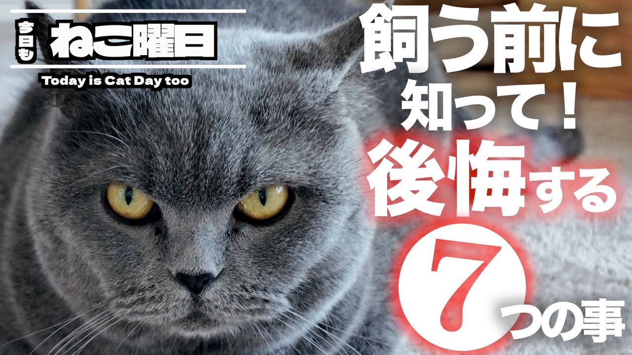 【保存版】ブリティッシュショートヘアを飼う前に絶対！知っておいて欲しい事⑦選