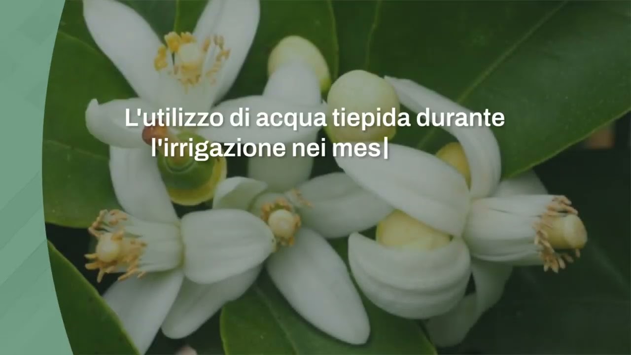 Fioritura dell’arancio: come stimolarla anche fuori stagione