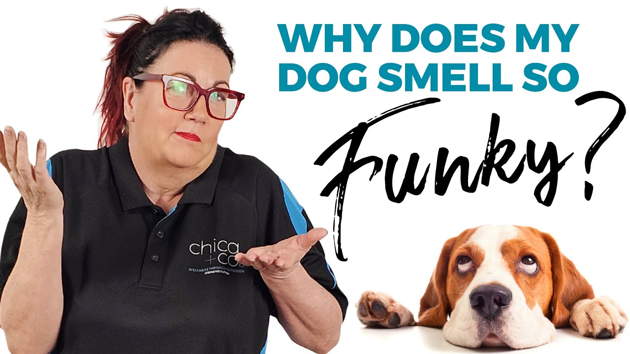 Yeast in Dogs: Key Indicators to Watch For
