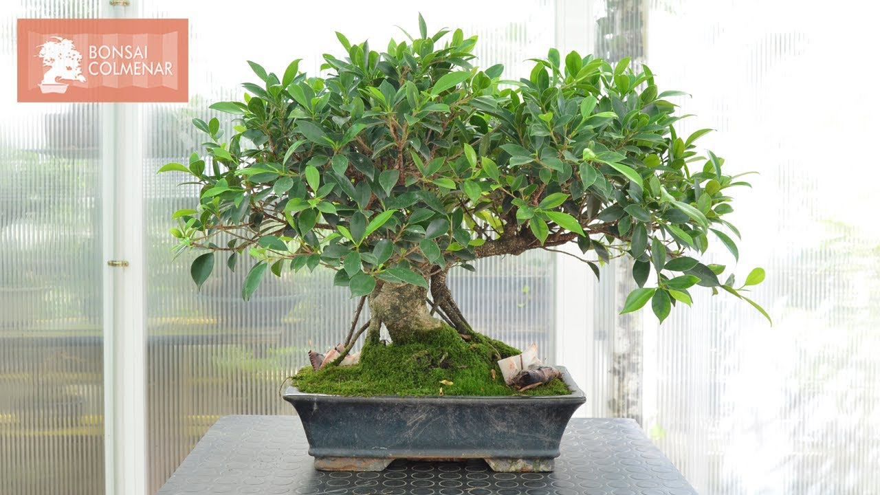 Diseño Ficus - Bonsai Colmenar
